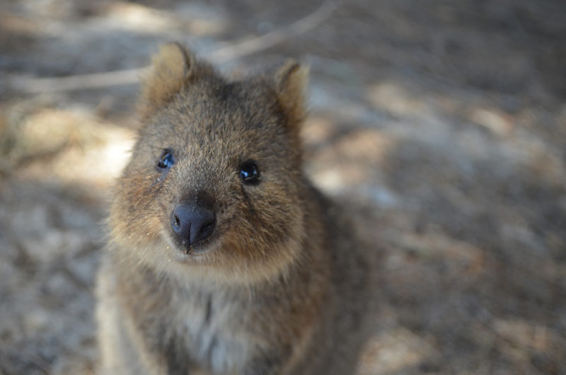Lonsdale Institute -The 7 Cutest Aussie Animals (3)
