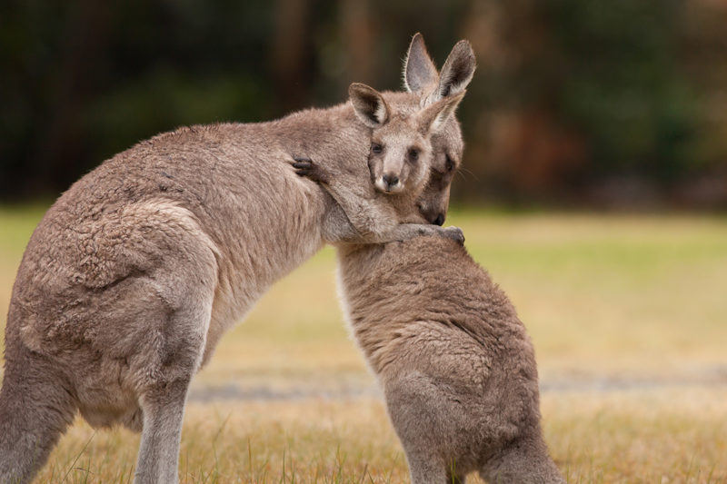 Lonsdale Institute - The 7 Cutest Aussie Animals (4)