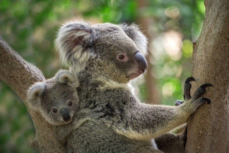 Lonsdale Institute - The 7 Cutest Aussie Animals (5)